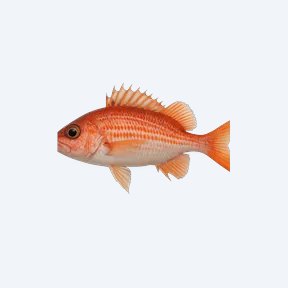 Decorated Squeaker (Siluriformes sp.) in a planted freshwater aquarium