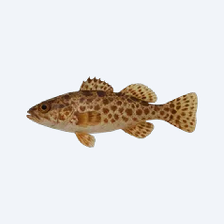 Decorated Squeaker (Siluriformes sp.) in a planted freshwater aquarium