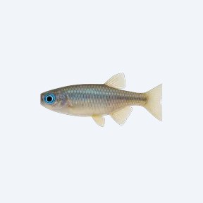 Delicate Blue-eye (Melanotaeniidae sp.) in a planted freshwater aquarium