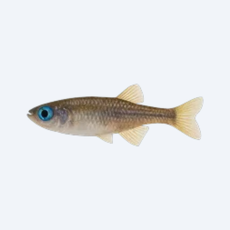 Delicate Blue-eye (Melanotaeniidae sp.) in a freshwater aquarium