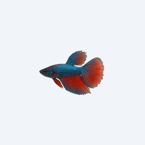 Delta Tail Betta (Betta splendens) in a planted freshwater aquarium