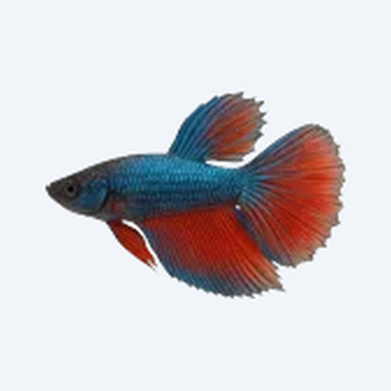 Delta Tail Betta (Betta splendens) in a freshwater aquarium