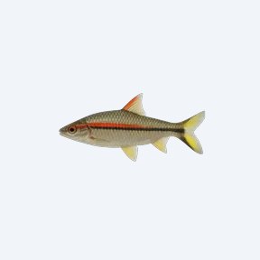 Denison Barb (Sahyadria denisonii) in a planted freshwater aquarium