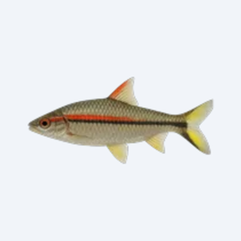 Denison Barb (Sahyadria denisonii) in a planted freshwater aquarium