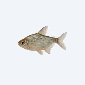 Diamond Tetra (Moenkhausia pittieri) in a planted freshwater aquarium