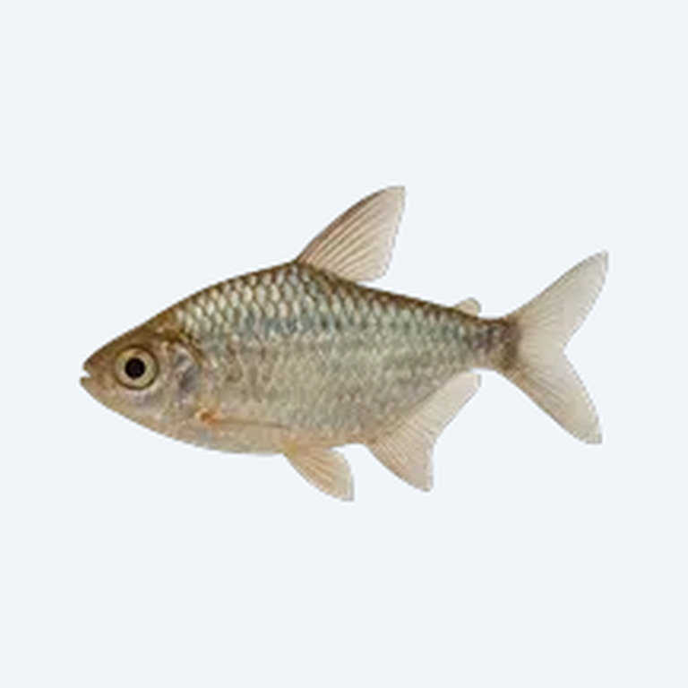 Diamond Tetra (Moenkhausia pittieri) in a planted freshwater aquarium