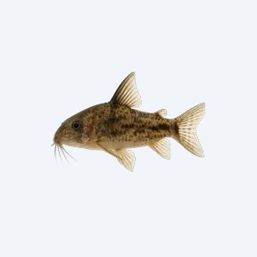Dirty Bandit Cory (Corydoras sp.) in a planted freshwater aquarium