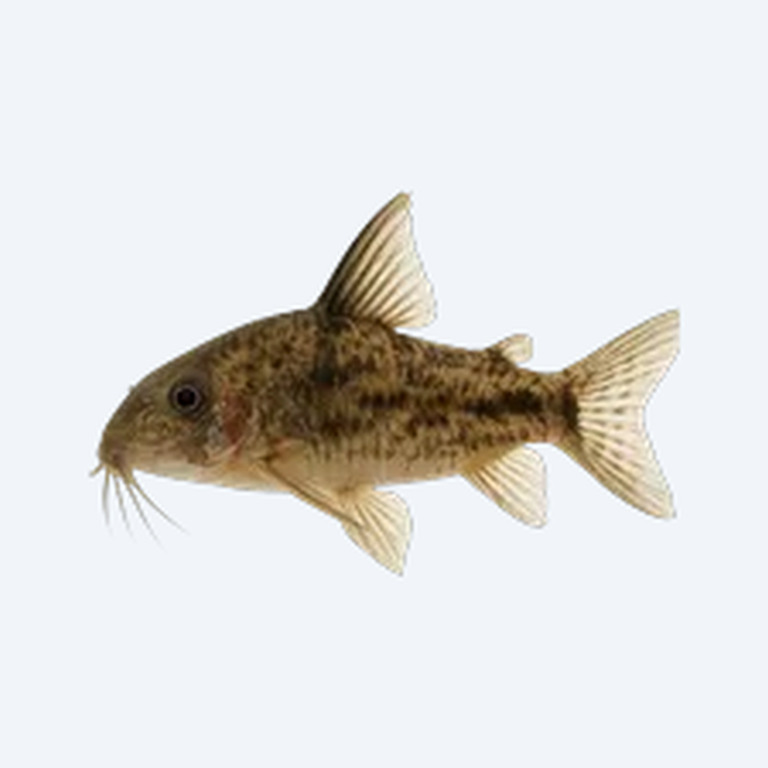 Dirty Bandit Cory (Corydoras sp.) in a freshwater aquarium