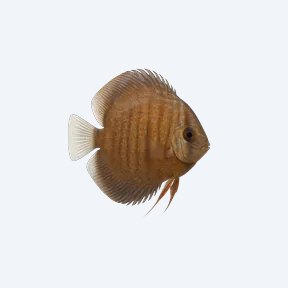 Discus (Symphysodon aequifasciatus) in a planted freshwater aquarium