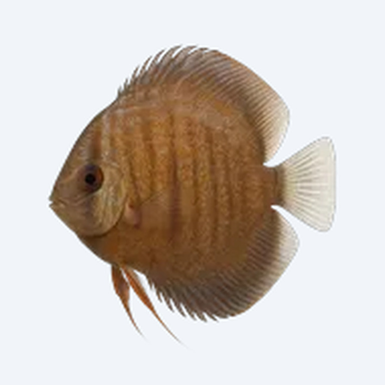 Discus (Symphysodon aequifasciatus) in a planted freshwater aquarium