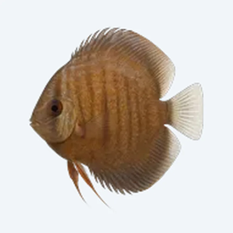 Discus With Angelfish in aquarium