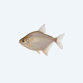 Disk Tetra (Hyphessobrycon sp.) in a planted freshwater aquarium