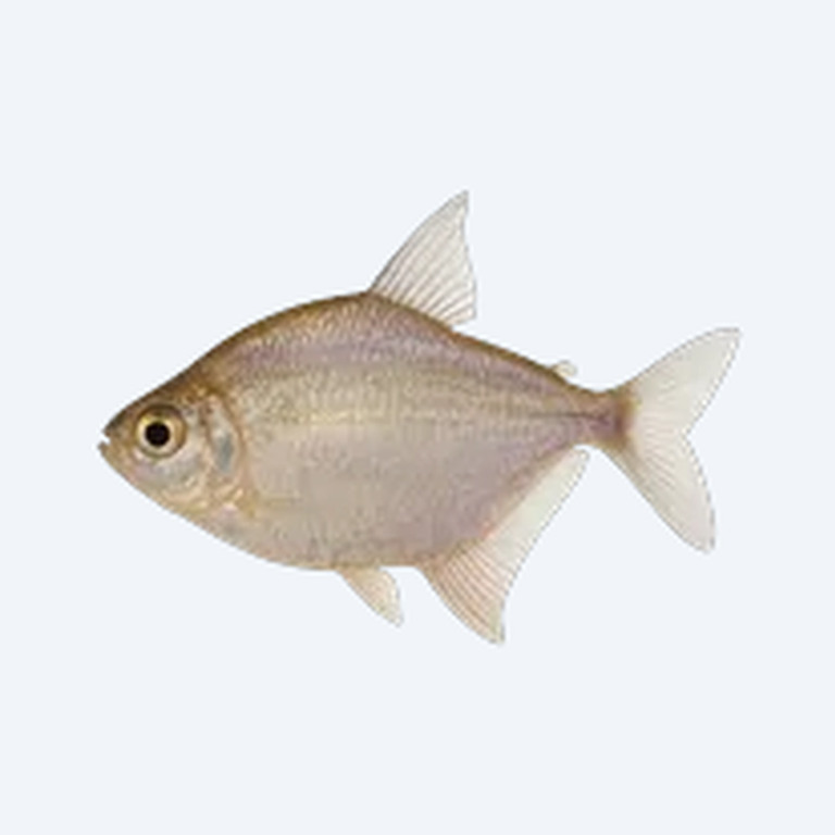 Disk Tetra (Hyphessobrycon sp.) in a freshwater aquarium