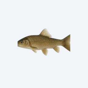Doctor Fish (Garra rufa) in a planted freshwater aquarium