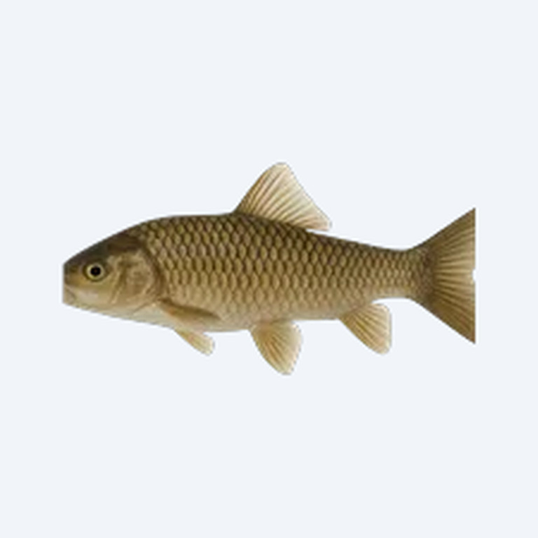 Doctor Fish (Garra rufa) in a planted freshwater aquarium