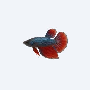 Double Tail Betta (Betta splendens) in a planted freshwater aquarium