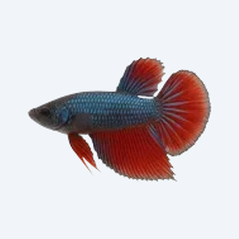 Double Tail Betta (Betta splendens) in a freshwater aquarium