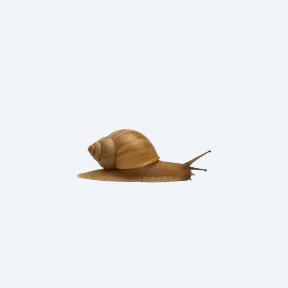 Dove Snail (Eintheria elata) in a planted freshwater aquarium