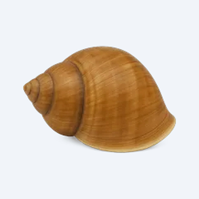Dove Snail (Eintheria elata) in a freshwater aquarium
