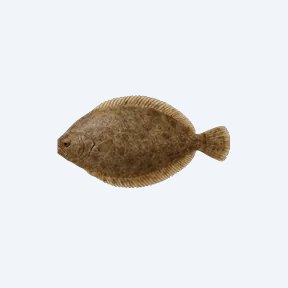 Drab Sole (Aseraggodes klunzingeri) in a planted freshwater aquarium