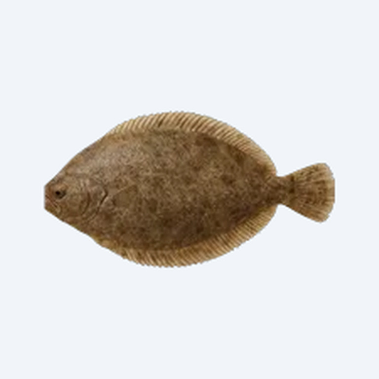 Drab Sole (Aseraggodes klunzingeri) in a freshwater aquarium