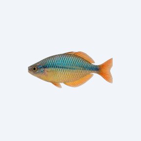 Duboulayi's Rainbowfish (Melanotaeniidae sp.) in a planted freshwater aquarium