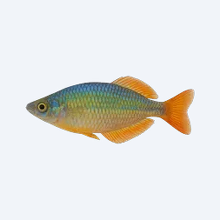 Duboulayi's Rainbowfish (Melanotaeniidae sp.) in a freshwater aquarium