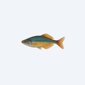 Duboulay's Rainbowfish (Melanotaenia duboulayi) in a planted freshwater aquarium