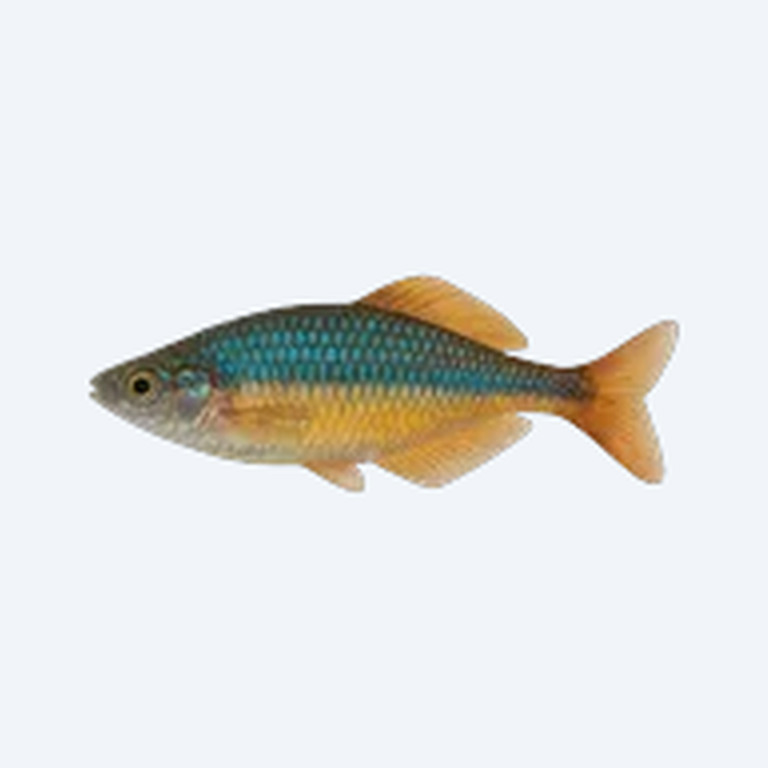 Duboulay's Rainbowfish (Melanotaenia duboulayi) in a freshwater aquarium