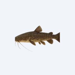 Duckbill Catfish (Siluriformes sp.) in a planted freshwater aquarium