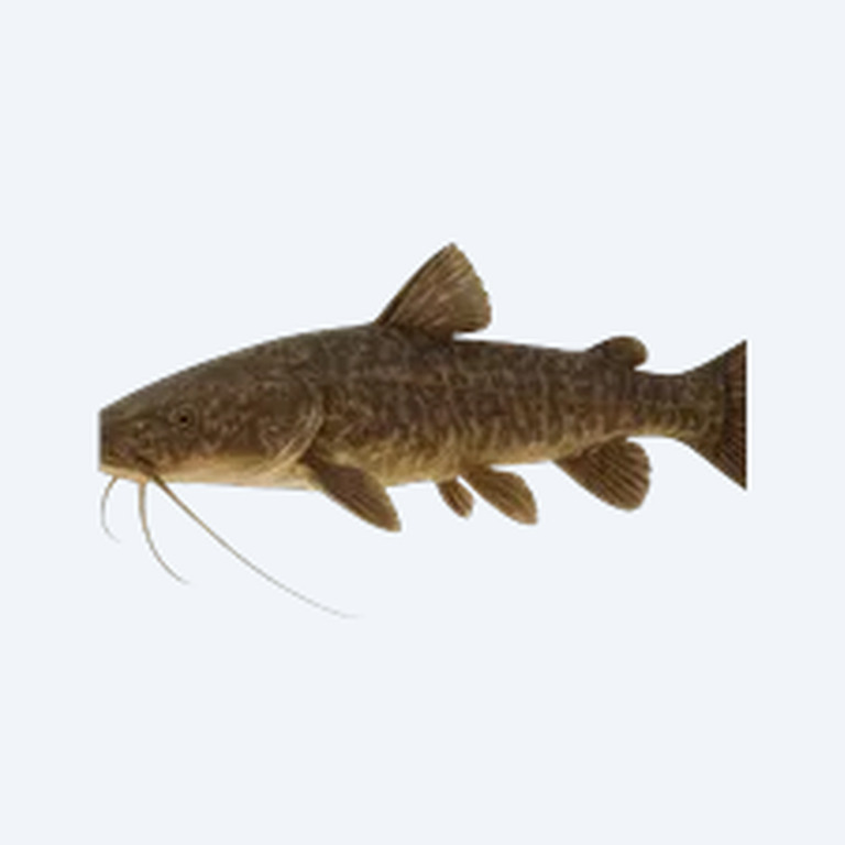 Duckbill Catfish (Siluriformes sp.) in a freshwater aquarium