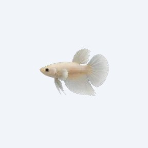Dumbo Ear Betta (Betta splendens) in a planted freshwater aquarium