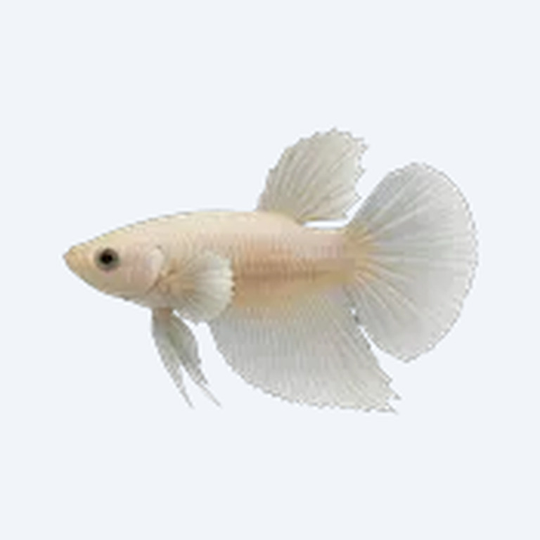 Dumbo Ear Betta (Betta splendens) in a freshwater aquarium