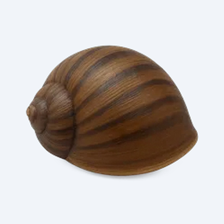 Dusky Nerite Snail (Neritina pulligera) in a planted freshwater aquarium