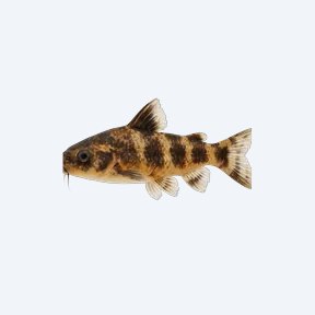 Dwarf Bumblebee Catfish (Siluriformes sp.) in a planted freshwater aquarium