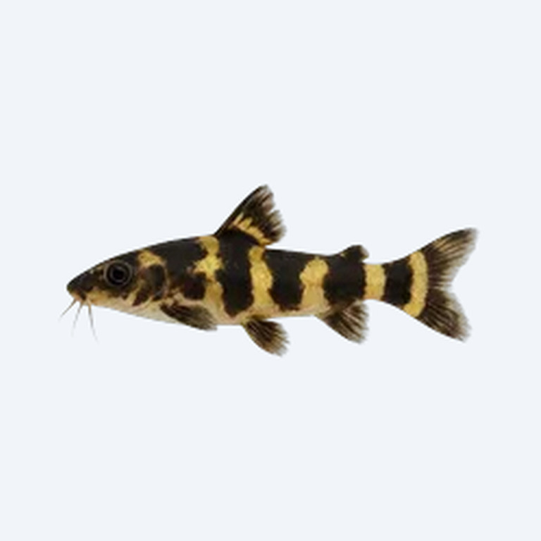 Dwarf Bumblebee Catfish (Siluriformes sp.) in a freshwater aquarium
