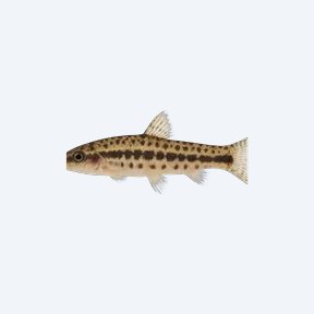 Dwarf Chain Loach (Ambastaia sidthimunki) in a planted freshwater aquarium