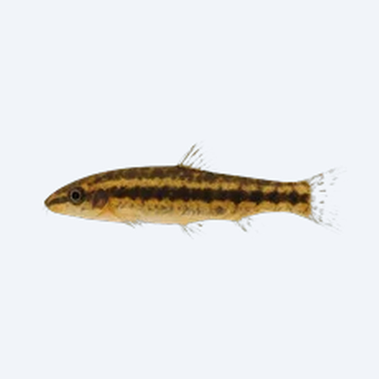 Dwarf Chain Loach (Ambastaia sidthimunki) in a freshwater aquarium