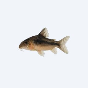 Dwarf Cory (Corydoras sp.) in a planted freshwater aquarium