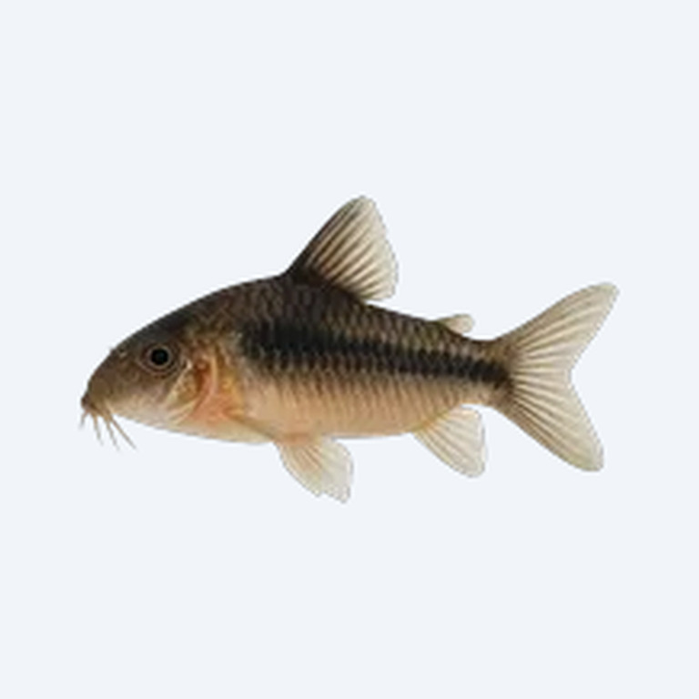 Dwarf Cory (Corydoras sp.) in a freshwater aquarium