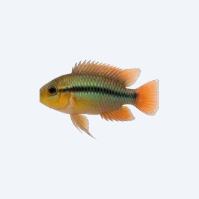 Dwarf Flag Cichlid (Cichlidae sp.) in a planted freshwater aquarium