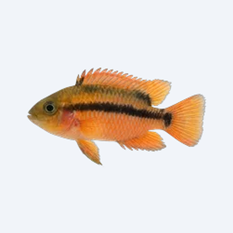 Dwarf Flag Cichlid (Cichlidae sp.) in a freshwater aquarium
