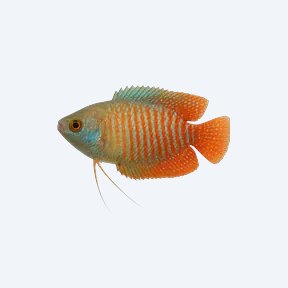 Dwarf Gourami (Trichogaster lalius) in a planted freshwater aquarium