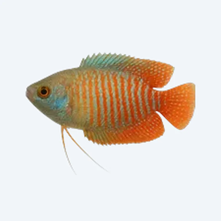 Dwarf Gourami in aquarium