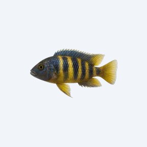 Dwarf Mbuna (Cichlidae sp.) in a planted freshwater aquarium