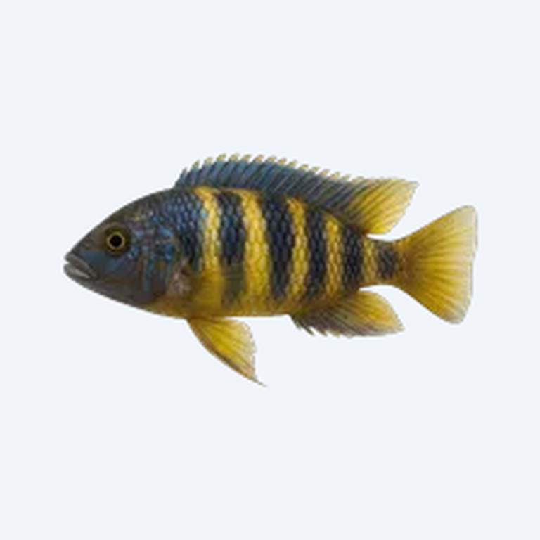 Dwarf Mbuna (Cichlidae sp.) in a freshwater aquarium