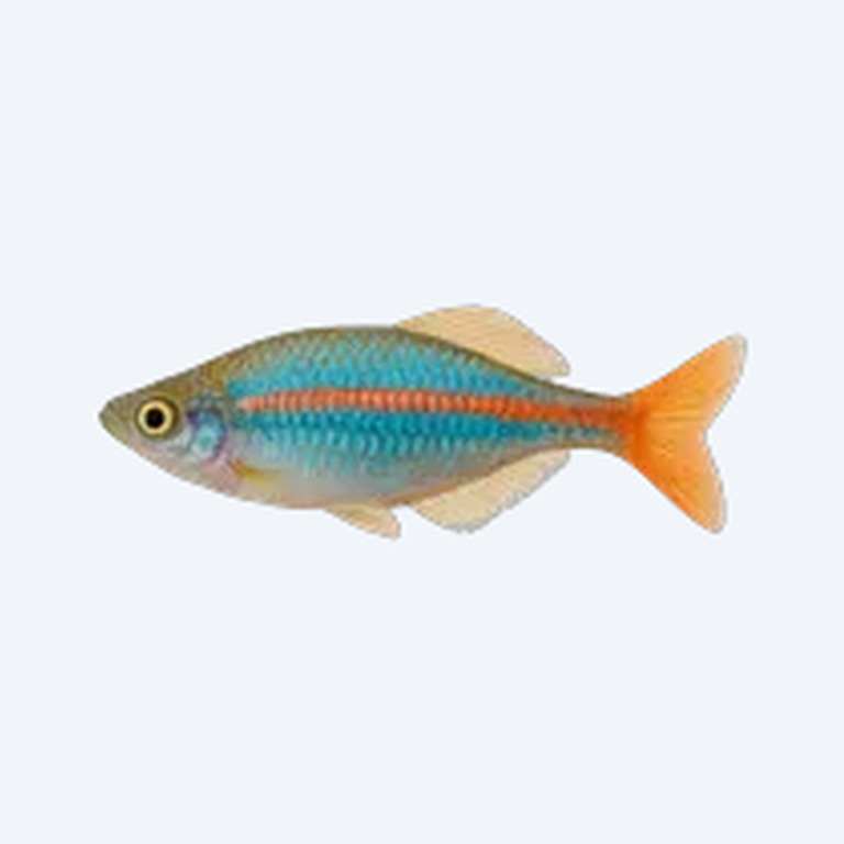 Dwarf Neon Rainbowfish (Melanotaenia praecox) in a planted freshwater aquarium