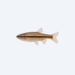 Dwarf Pencilfish (Nannostomus sp.) in a planted freshwater aquarium