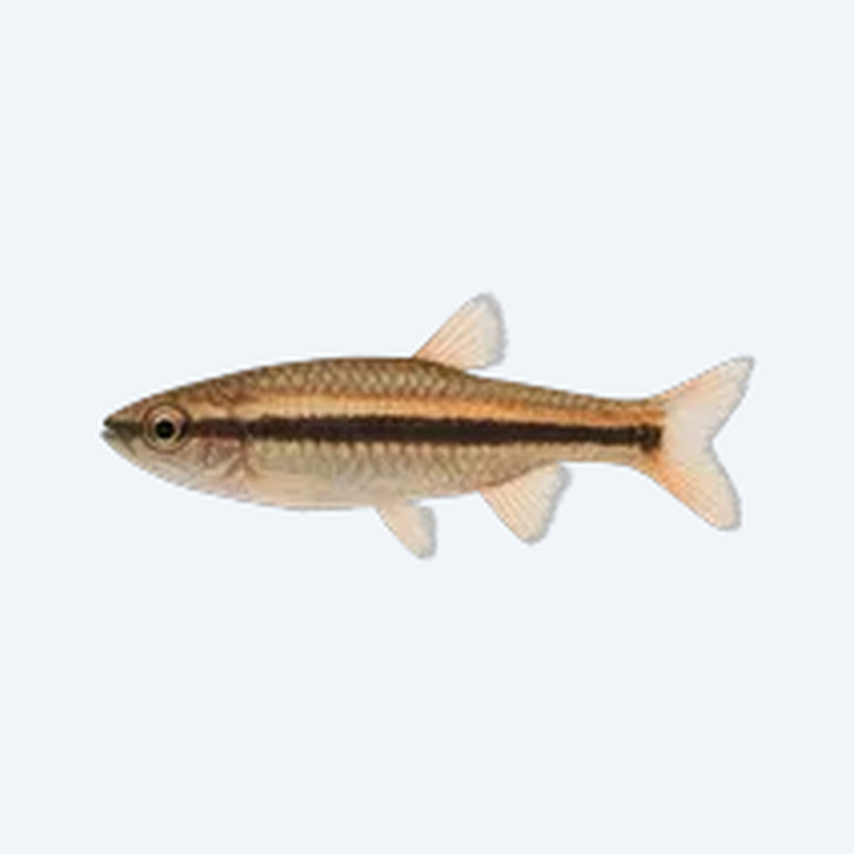 Dwarf Pencilfish (Nannostomus sp.) in a planted freshwater aquarium