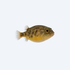 Dwarf Pufferfish (Tetraodontidae sp.) in a planted freshwater aquarium